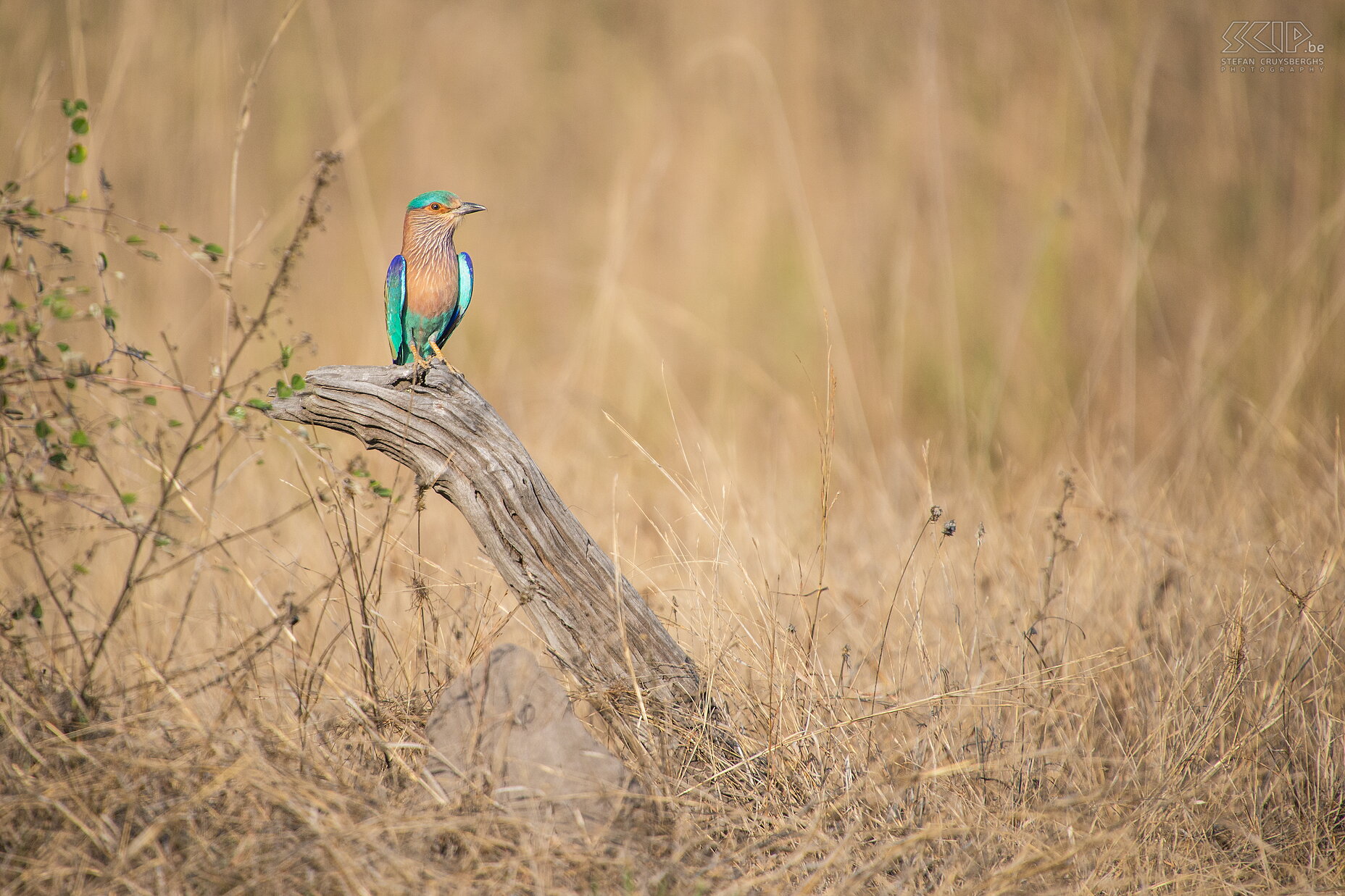 Bandhavgarh - Indian roller An Indian Roller (Coracias benghalensis) in Bandhavgarh national park. The Indian Roller, also called Blue Jay, is very common and found widely across tropical Asia. Stefan Cruysberghs